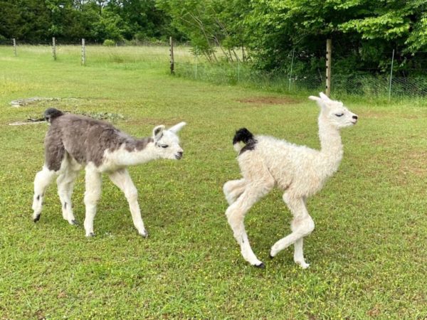 Baby llamas - cria